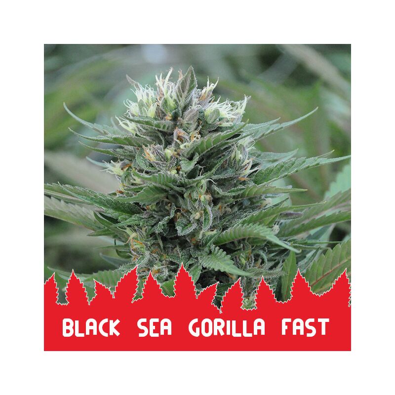 Black Sea Gorilla Fast, Фасовка: 5